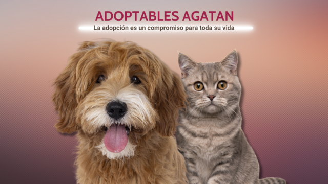 ADOPTABLES
