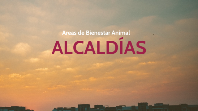 Información sobre las alcaldías